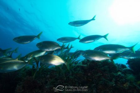 G5X et lentille GWAL18