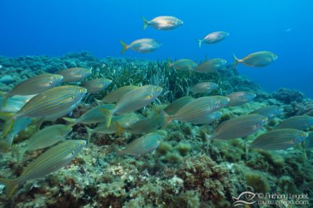 G5X et lentille GWAL18