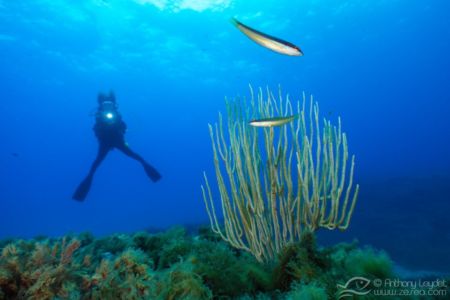 G5X et lentille GWAL18