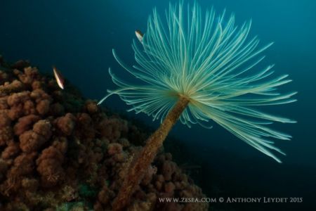 Spirographe et girelle