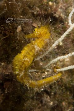 Hippocampe sur une gorgone