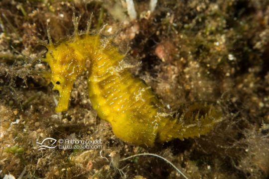 Hippocampes : 12 choses à savoir