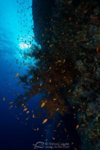 Banc de barbiers (Anthias)
