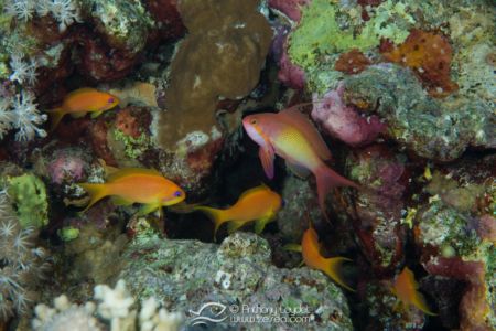 Barbier de Mer Rouge