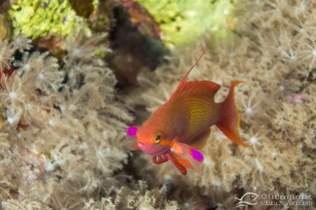 Barbier mâle de Mer Rouge