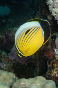 Poisson papillon côtelé de Mer Rouge - Chaetodon austriacus