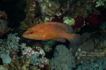 Merou corail à points bleus - Cephalopholis miniata