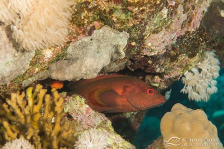 Mérou mi-tacheté - Cephalopholis hemistiktos