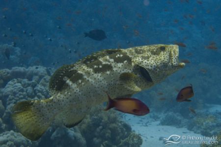 Mérou malabar - Epinephelus malabaricus