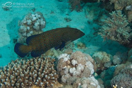 Mérou céleste - Cephalopholis argus