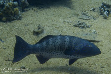 Mérou corail - Plectopomus pessuliferus