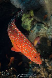 Merou corail à points bleus - Cephalopholis miniata