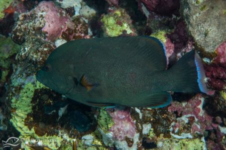 Mérou à gueule rouge - Aethaloperca rogaa