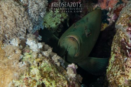 Mérou à gueule rouge - Aethaloperca rogaa