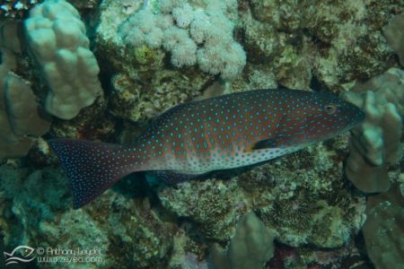 Mérou loche vagabonde - Plectropomus pessuliferus