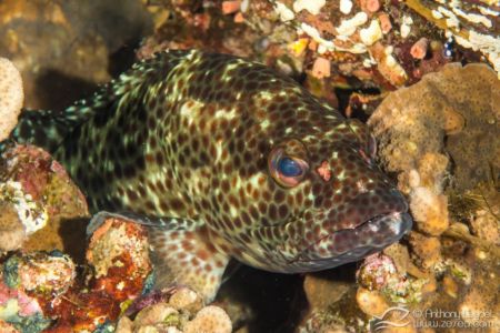 Mérou loutre - Epinephelus tauvina