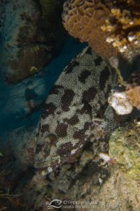Mérou marbré - Epinephelus-polyphekadion