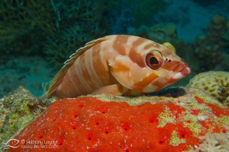 Mérou masqué - Epinephelus fasciatus