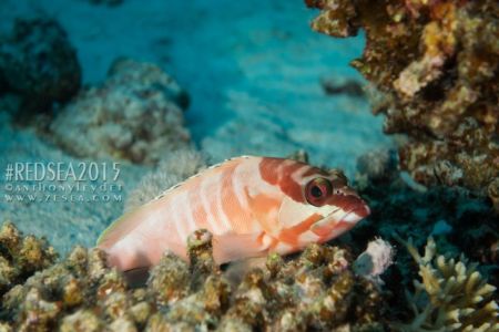 Mérou masqué - Epinephelus fasciatus