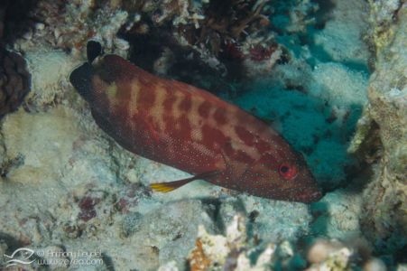 Mérou mi-tachete - Cephalopholis hemistiktos