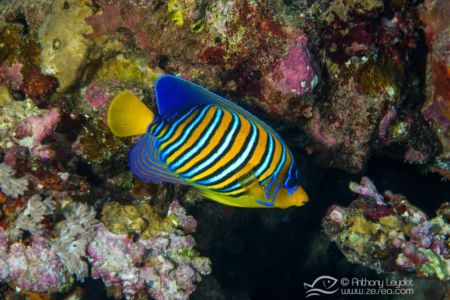 Poisson ange duc - Pygoplites diacanthus