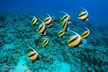 Poisson cocher de Mer Rouge - Heniochus intermedius