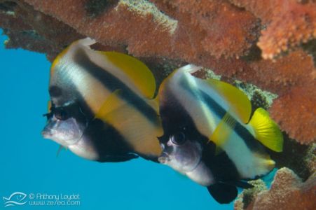 Poisson cocher de Mer Rouge - Heniochus intermedius