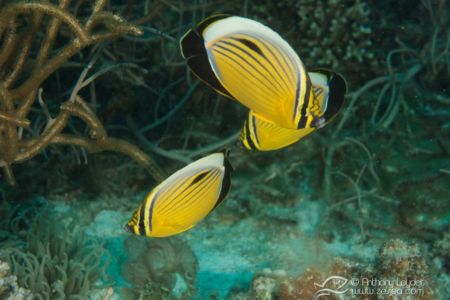 Poisson papillon côtelé de Mer Rouge - Chaetodon austriacus