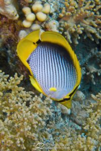 Poisson papillon à dos noir - Chaetodon melannotus