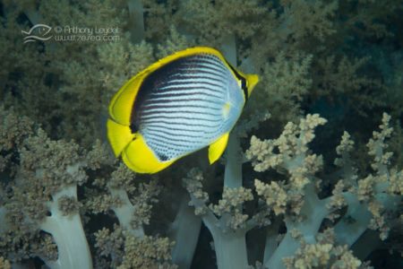 Poisson papillon à dos noir - Chaetodon melannotus