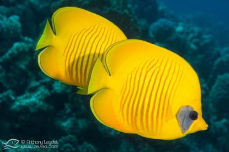 Poisson papillon jaune - Chaetodon semilarvatus