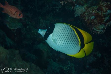 Poisson papillon à lignes - Chaetodon lineolatus
