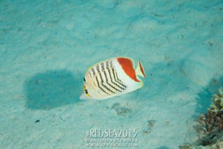 Poisson papillon orange - Chaetodon paucifasciatus