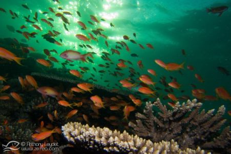 Banc de barbiers (Anthias)