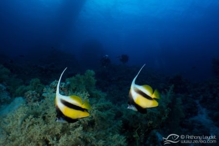 Poisson cocher de Mer Rouge - Heniochus intermedius