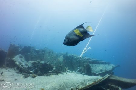 Poisson ange géographe - Pomacanthus maculosus