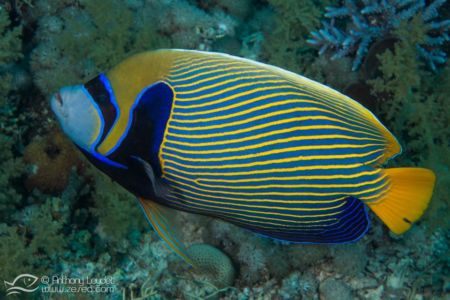 Poisson ange empereur - Pomacanthus imperator