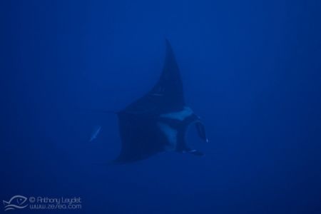 Manta birostris