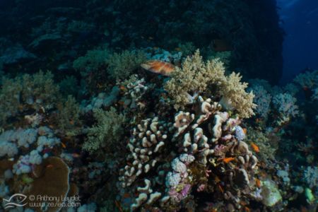 Récifs coralliens de Daedalus en Mer Rouge