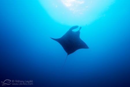 Manta birostris