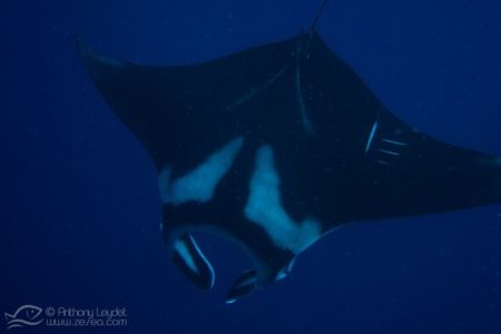 Raie manta géante (Manta birostris)
