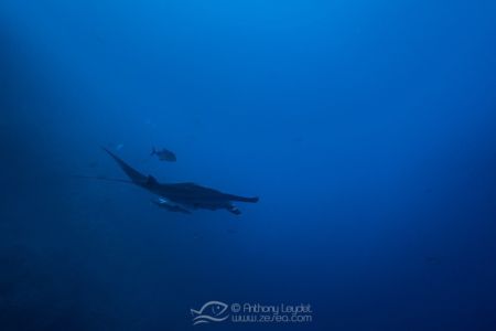 Raie manta géante (Manta birostris)