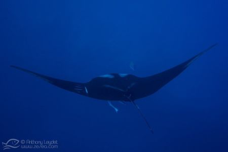 Raie manta géante (Manta birostris)