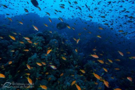 Abondance d'anthias à Rocky island en Mer Rouge