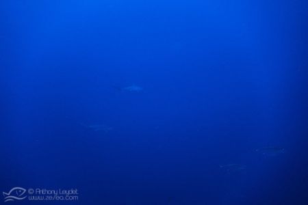 Requins marteau à Rocky Island