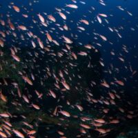 Anthias sur le Donator