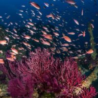 Anthias sur le Donator