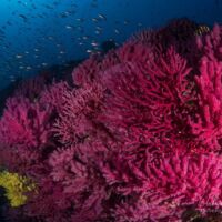 Gorgones sur le Donator