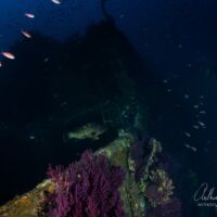 Mérous sur le Donator