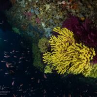 Gorgones sur la coque du Donator